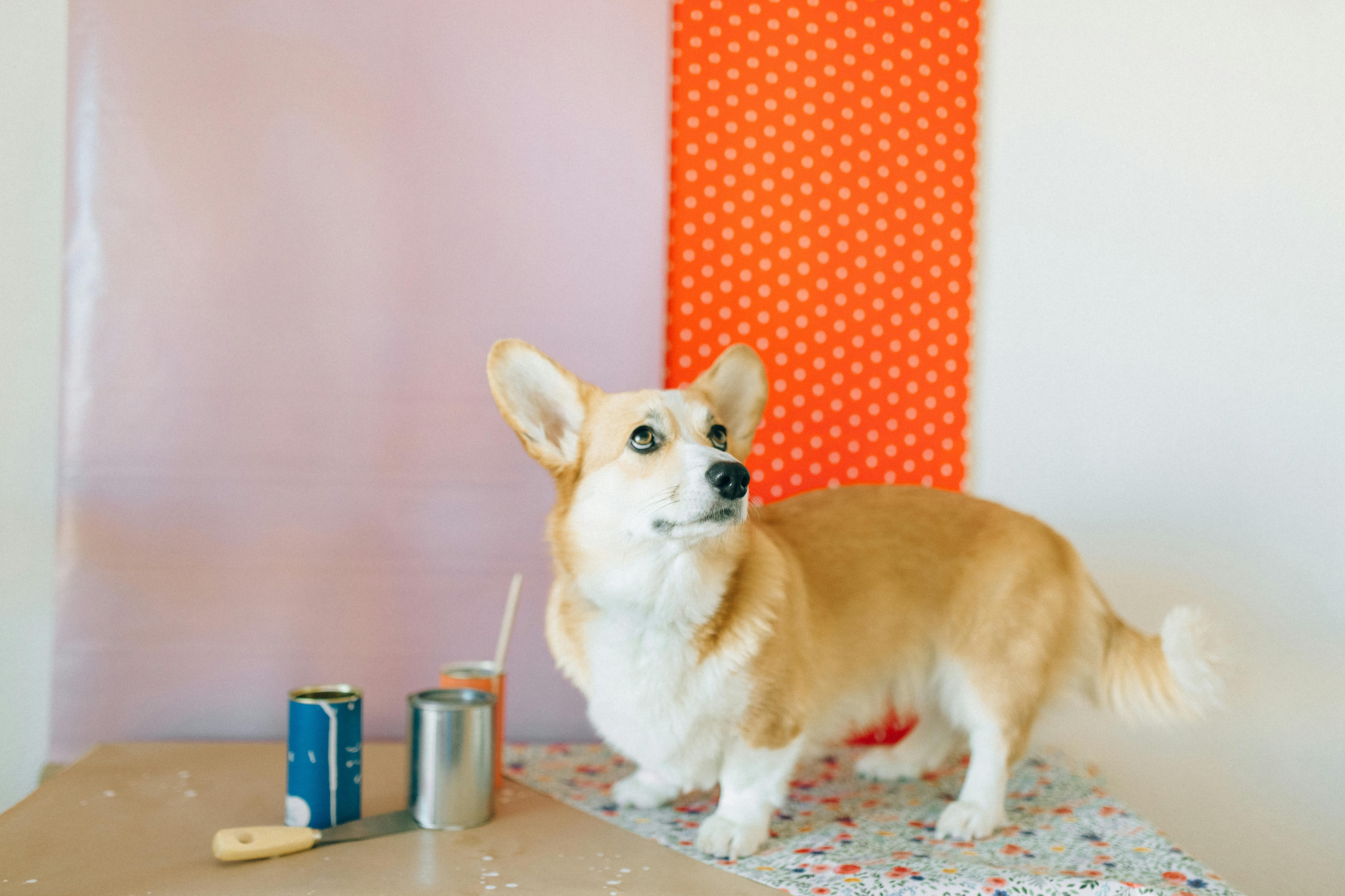 Dog with Paint Cans